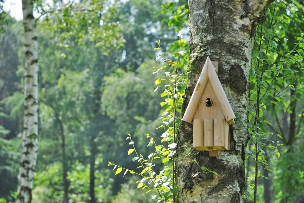Houten nestkast aan een berkenstam met een vogel in het invlieggat, met bomen op de achtergrond.