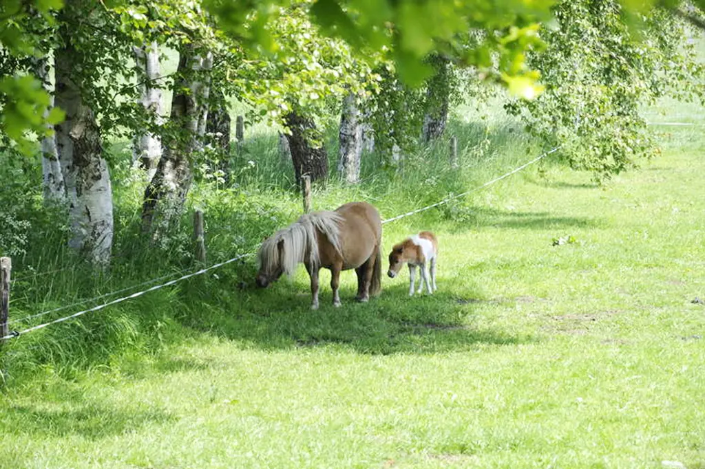 Een pony en een veulen in een grasweide achter een draad van een schrikdraad, met berken langs de rand.